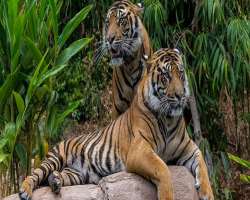It receives about 2 million visitors annually. Its It receives about 2 million visitors annually. Its main exhibits include the Safari base camp, where you will notice flamingos and meerkats. Next come